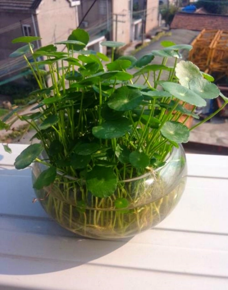 植物土栽水培都可以，5种常见的水培植物，你喜欢吗？(水培植物种土里能活吗)